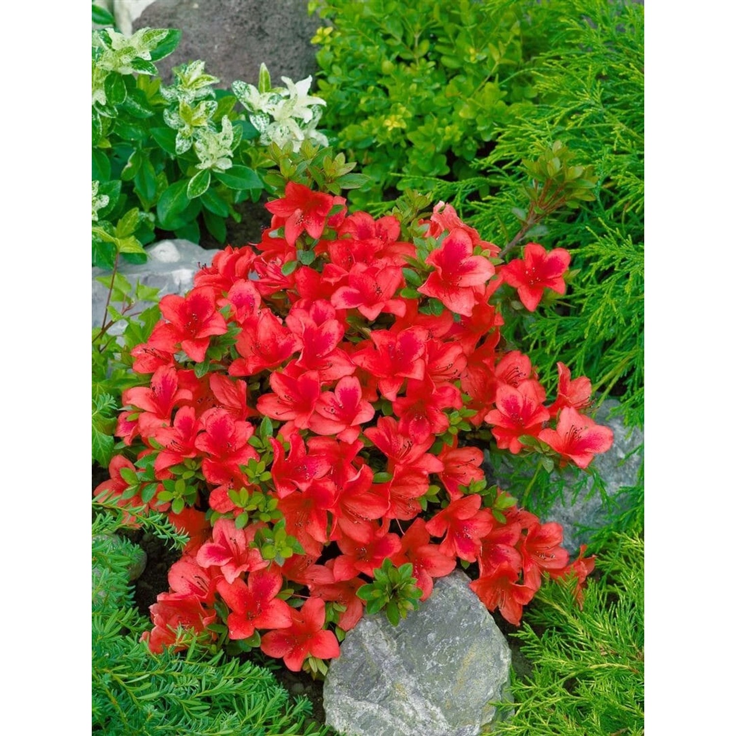 Rhododendron Obtusum Johanna Azalee Leuchtend Rot 30–40 cm günstig online kaufen