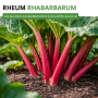 Roter Rhabarber mit kräftigen, roten Stielen und grünen Blättern im Gartenboden. Perfekt für Deine Gartenwelt Rhabarber Rot Samen.