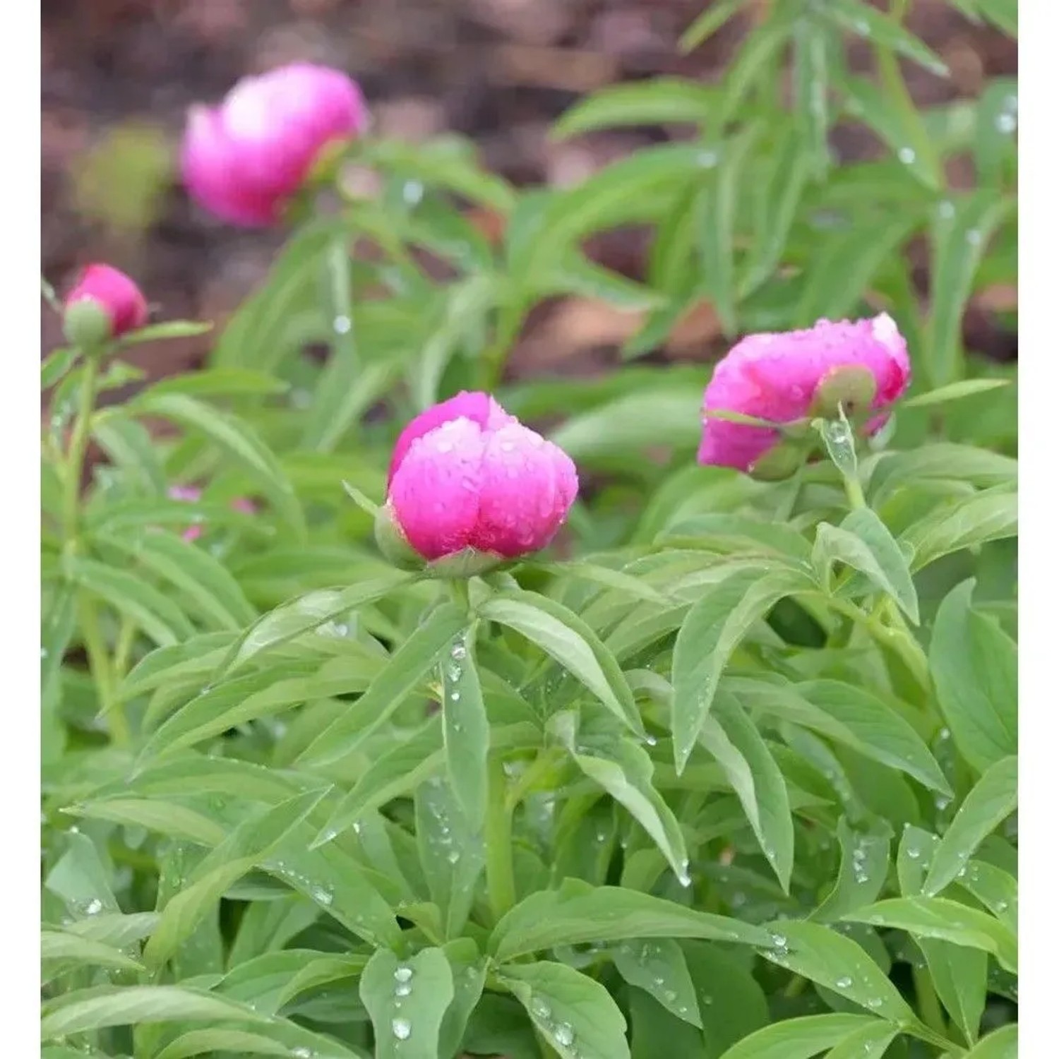 Pfingstrose Rubra Plena - Paeonia officinalis