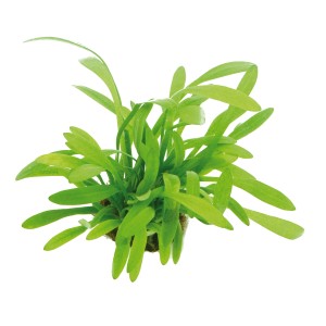 Dennerle Aquariumpflanze Sagittaria Subulata Var. Pusilla mit grünen Blättern.