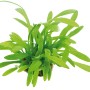 Dennerle Aquariumpflanze Sagittaria Subulata Var. Pusilla mit grünen Blättern.