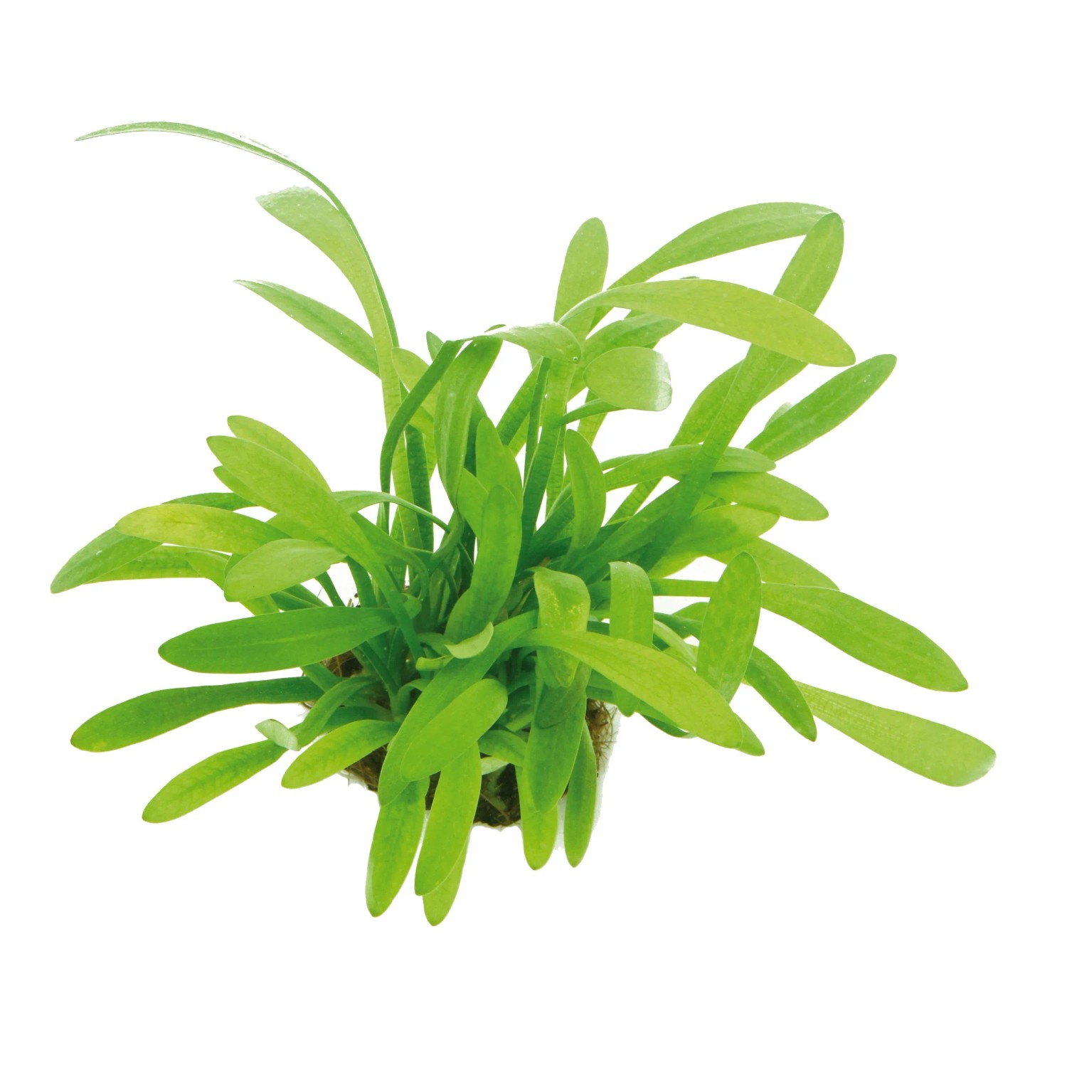 Dennerle Aquariumpflanze Sagittaria Subulata Var. Pusilla