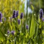 Blühendes Hechtkraut (Pontederia cordata) im 9x9 cm Topf mit blau-violetten Blüten und grünen Blättern.