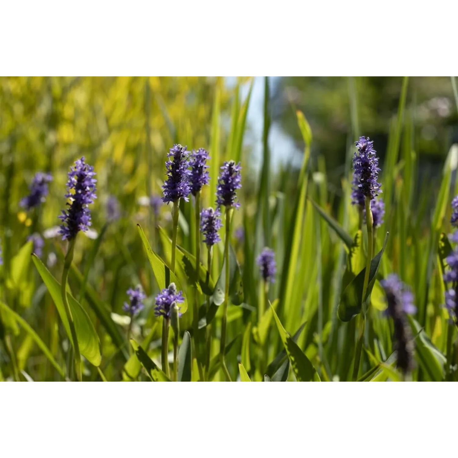 Blühendes Hechtkraut (Pontederia cordata) im 9x9 cm Topf mit blau-violetten Blüten und grünen Blättern.