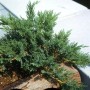Mooswacholder Rockery Gem 60-80cm - Juniperus Sabina