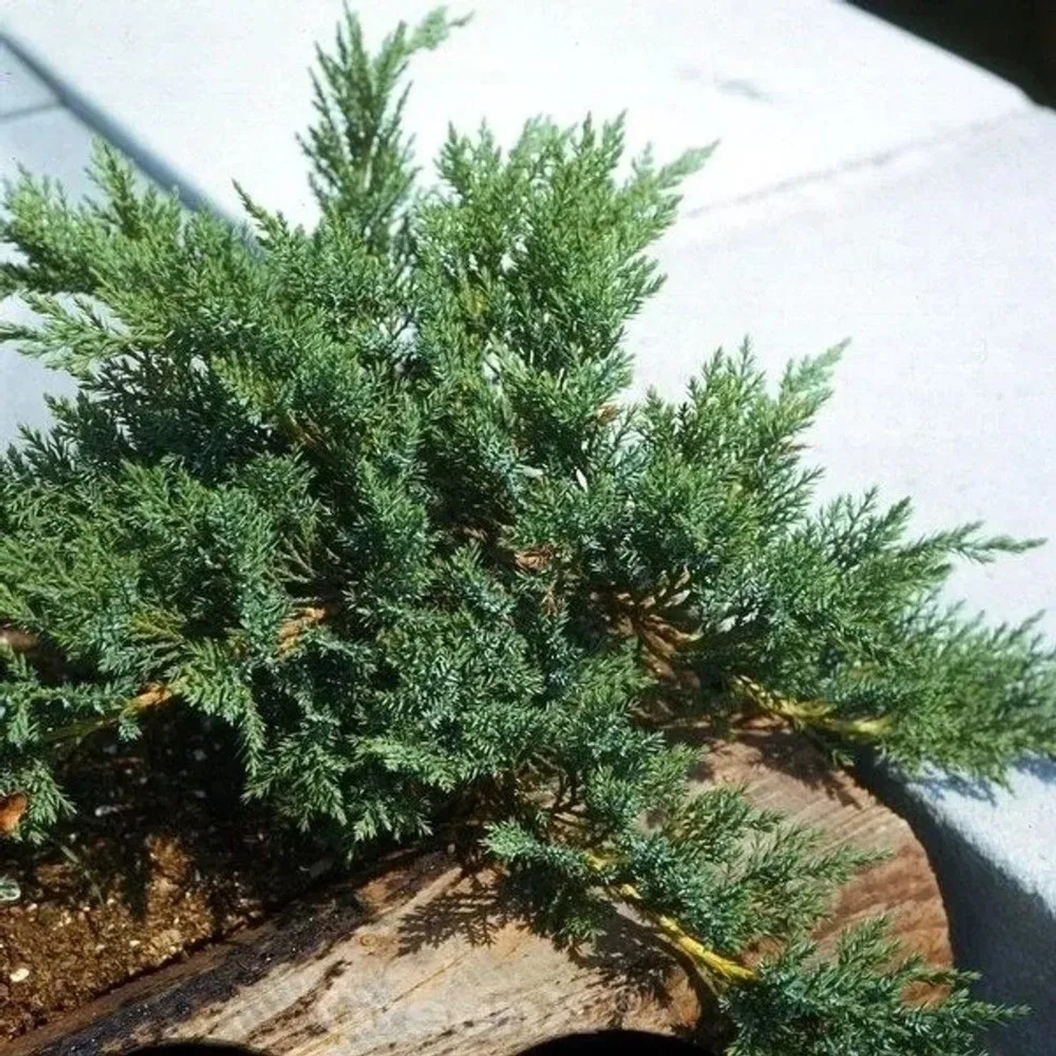 Mooswacholder Rockery Gem 60-80cm - Juniperus Sabina
