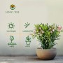 Rosa Oleander (100/120cm) im Topf. Mediterrane Kübelpflanze für sonnige Standorte.