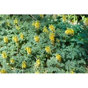 Sibirischer Lerchensporn (Corydalis Nobilis) im 9x9 cm Topf mit gelben Blüten und filigranem Laub.