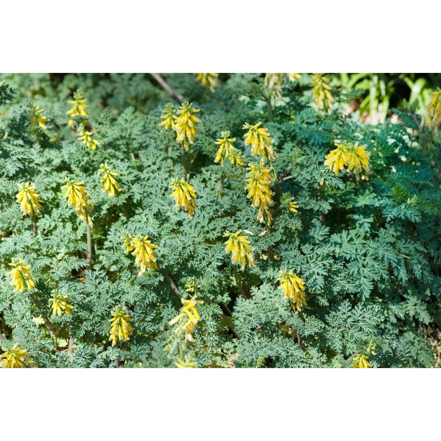 Corydalis Nobilis Sibirischer Lerchensporn Ca. 9x9 cm Topf günstig online kaufen