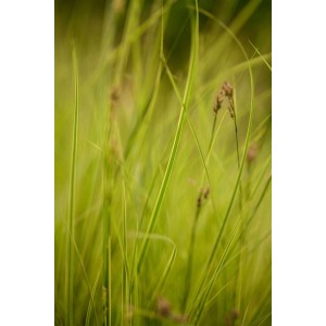 Carex Brunnea Honeymoon Ziergras im 2 Liter Topf, grüne Blätter mit gelben Streifen.