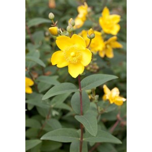 Blühendes Johanniskraut (Hypericum Moserianum) mit leuchtend gelben Blüten.
