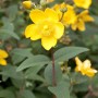 Blühendes Johanniskraut (Hypericum Moserianum) mit leuchtend gelben Blüten.