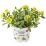 Gelbes Zauberglöckchen (Calibrachoa) im Topf, ideal für Balkon und Garten.