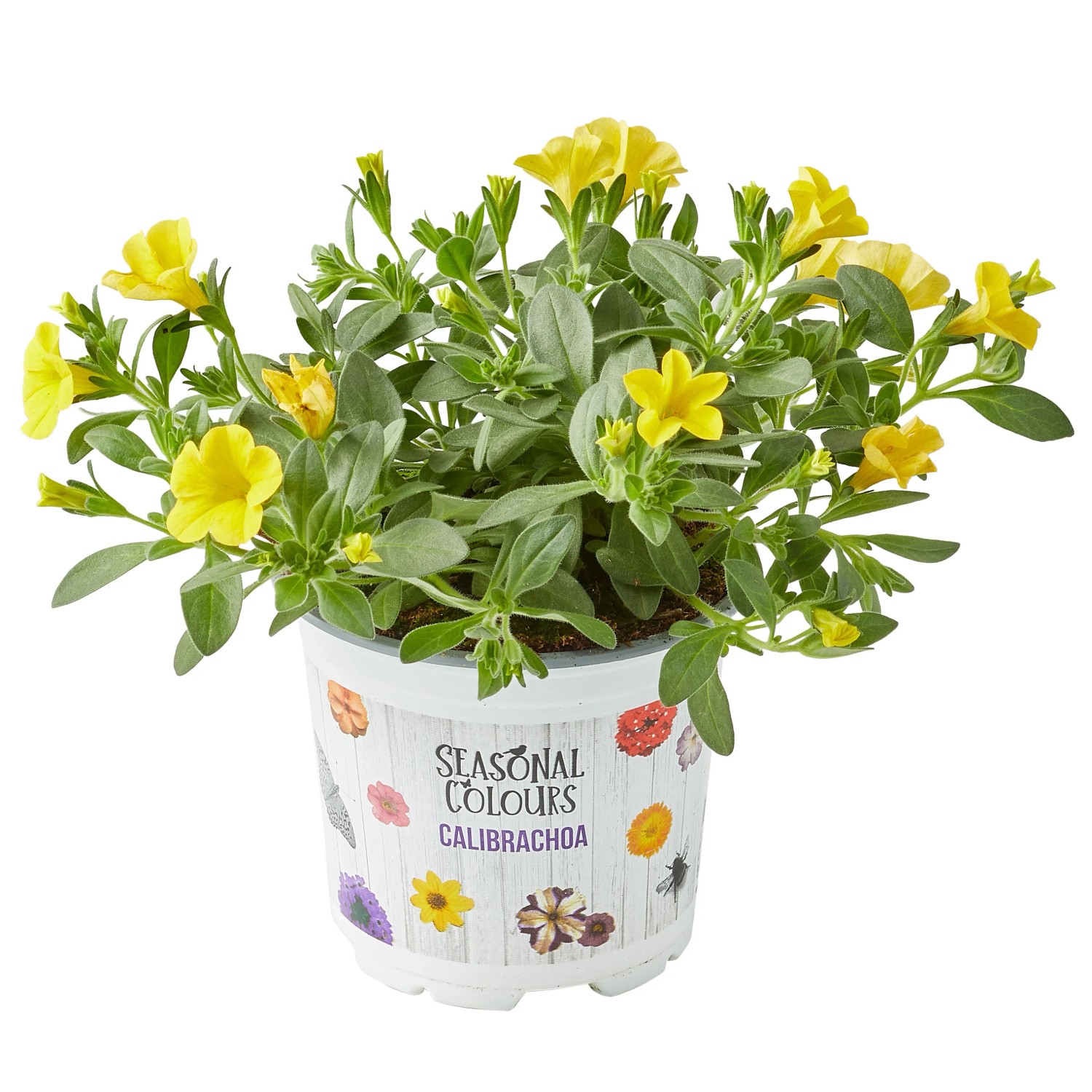Gelbes Zauberglöckchen (Calibrachoa) im Topf, ideal für Balkon und Garten.