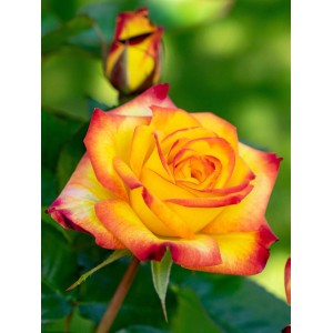 Nahaufnahme einer gelb-pinken Beetrose der Sorte Planters Punch von GROW by OBI.