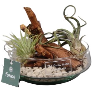 Tillandsien-Arrangement im Glasgefäß mit Holz und Steinen, Topf ca. 15cm