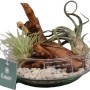 Tillandsien-Arrangement im Glasgefäß mit Holz und Steinen, Topf ca. 15cm