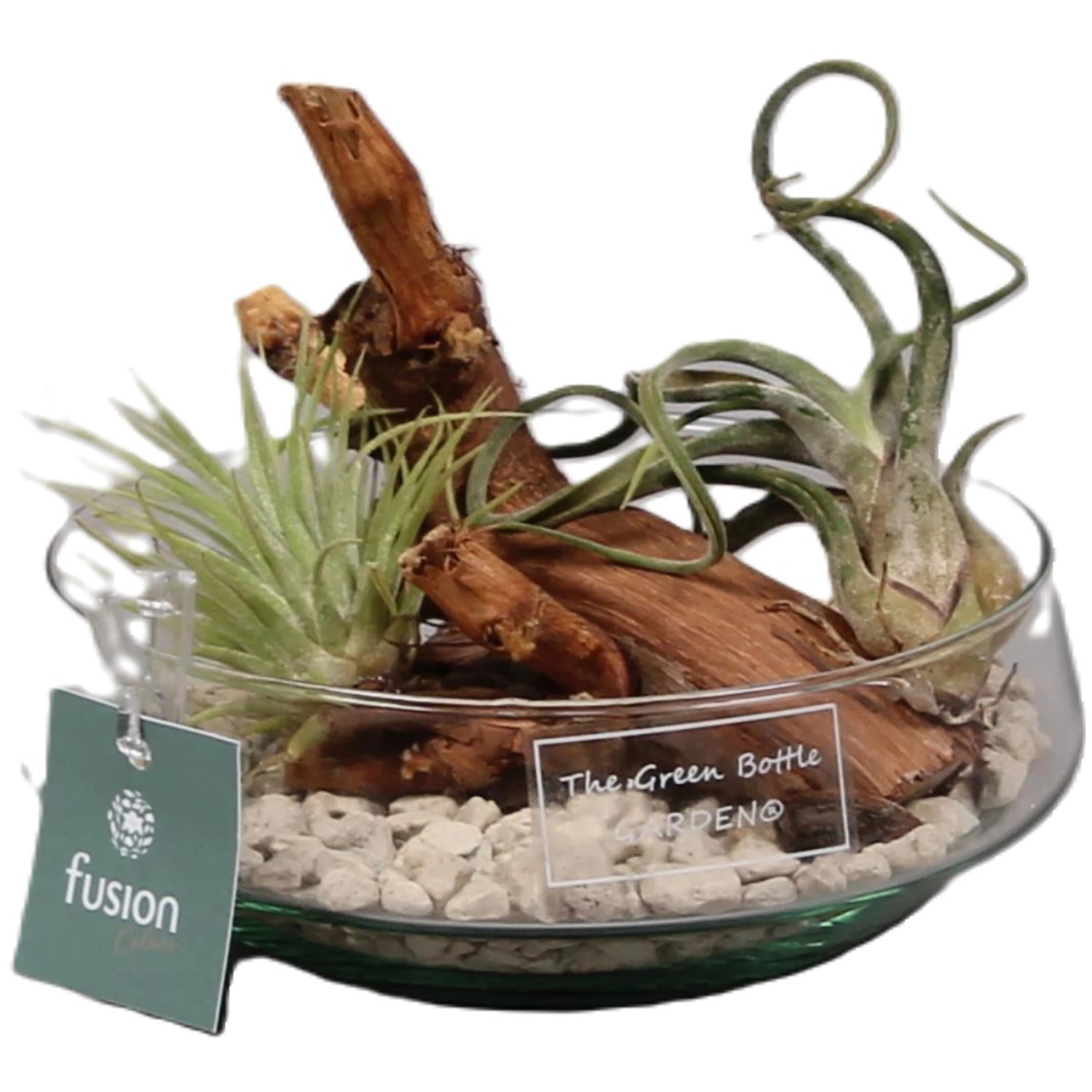 Tillandsien-Arrangement im Glasgefäß mit Holz und Steinen, Topf ca. 15cm