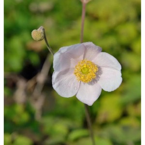 Nahaufnahme einer zartrosa Anemone Robustissima Staude mit gelber Blütenmitte und Knospe.