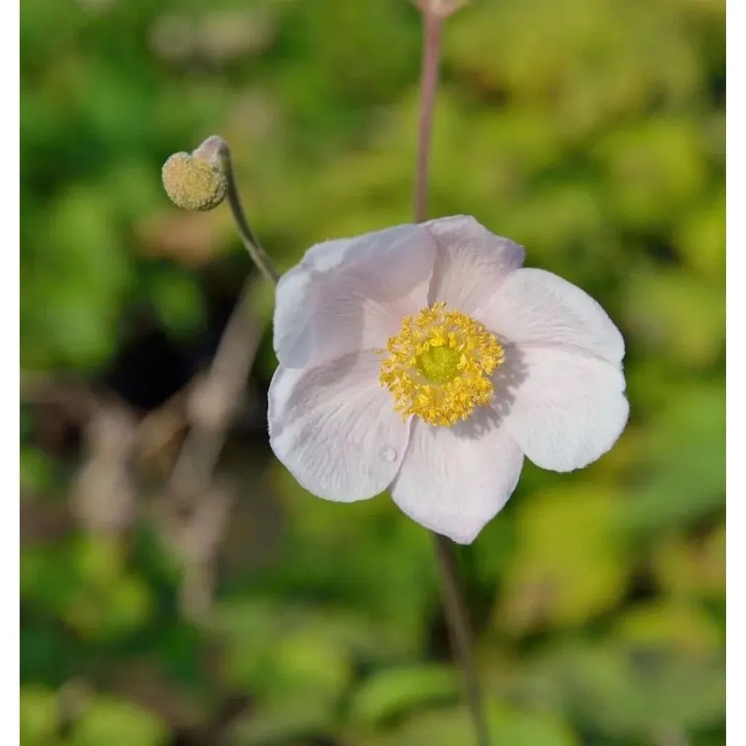 Albadura Anemone Robustissima - Anemone tomentosa