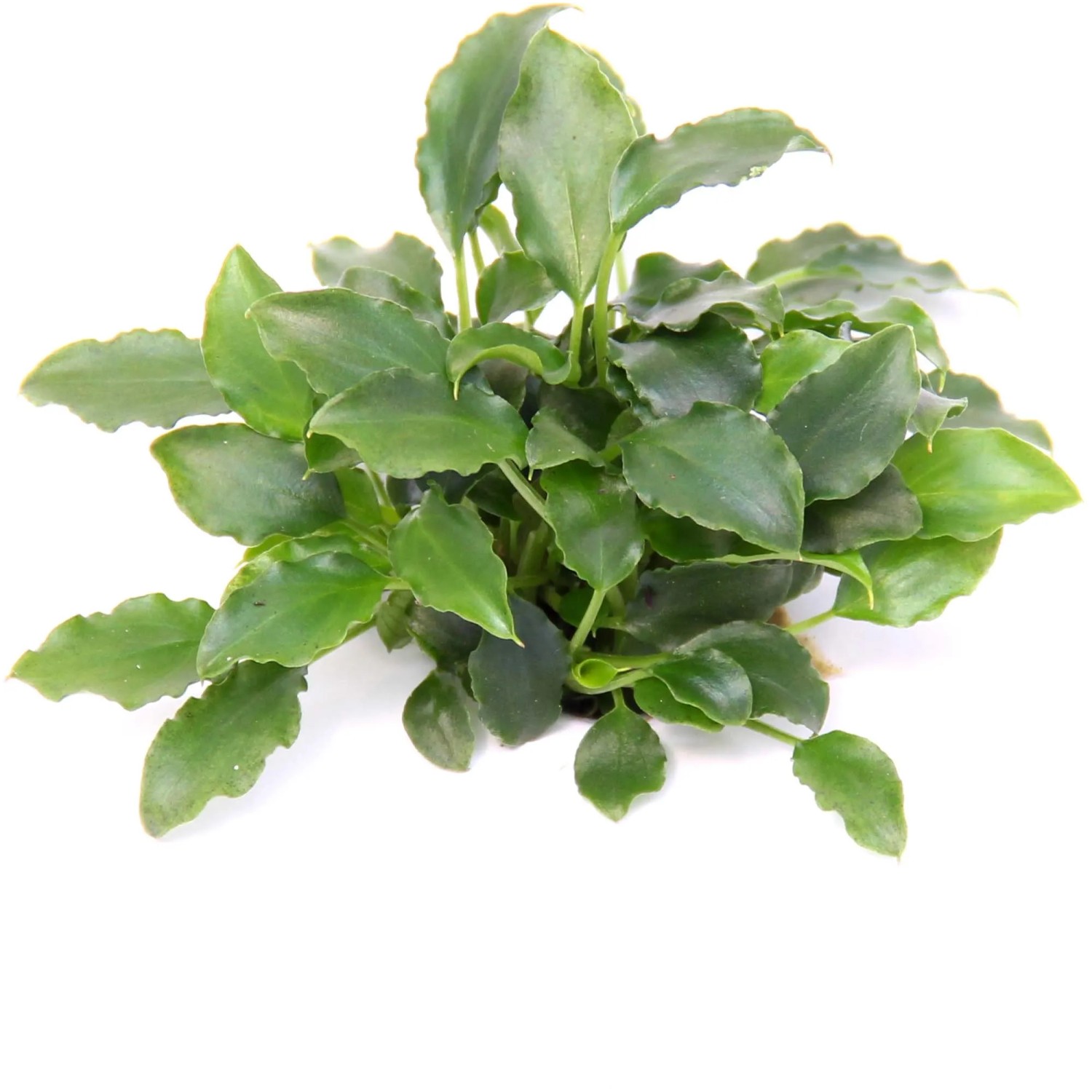 Dennerle Plants Aquarienpflanze Schismatoglottis prietoi 6-12 cm Grün