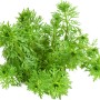 Dennerle Plants Limnophila Sessiliflora, grüne Aquariumpflanze für den Hintergrund.