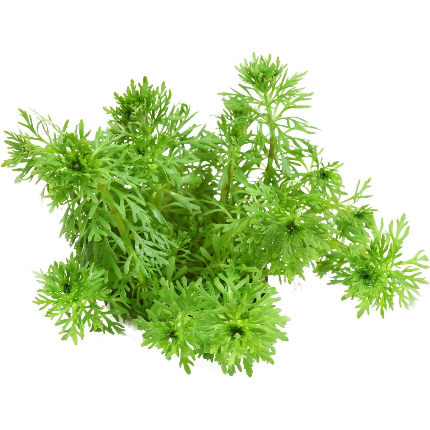 Dennerle Plants Aquariumpflanze Limnophila Sessiliflora