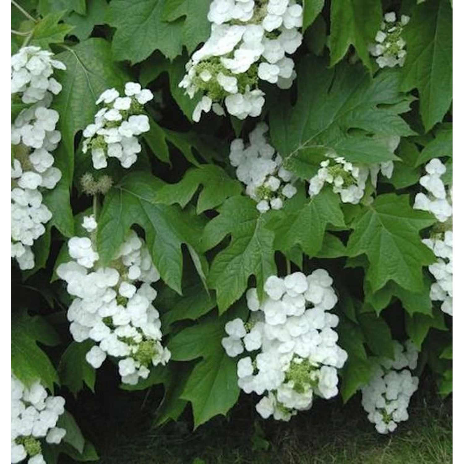 Eichenblättrige Hortensie Black Porch 40-60cm - Hydrangea quercifolia günstig online kaufen