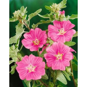 Buschmalve Lavatera Olbia im Topf mit leuchtend rosa Blüten und grünen Blättern.
