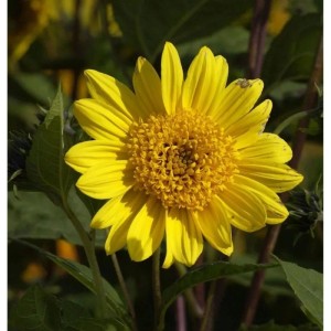 Gelbe Sonnenblume Capenock Star (Helianthus decapetalus) im Detail.