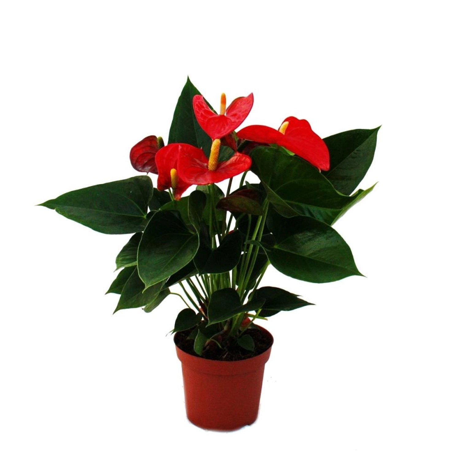 Exotenherz Flamingoblume Sierra Red Rot Anthurium Andreanum 14cm