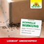 Ameisen auf Fliesen neben Hinweiszettel mit Aufschrift: Schnelle Wirkung, Loxiran Ameisenspray.