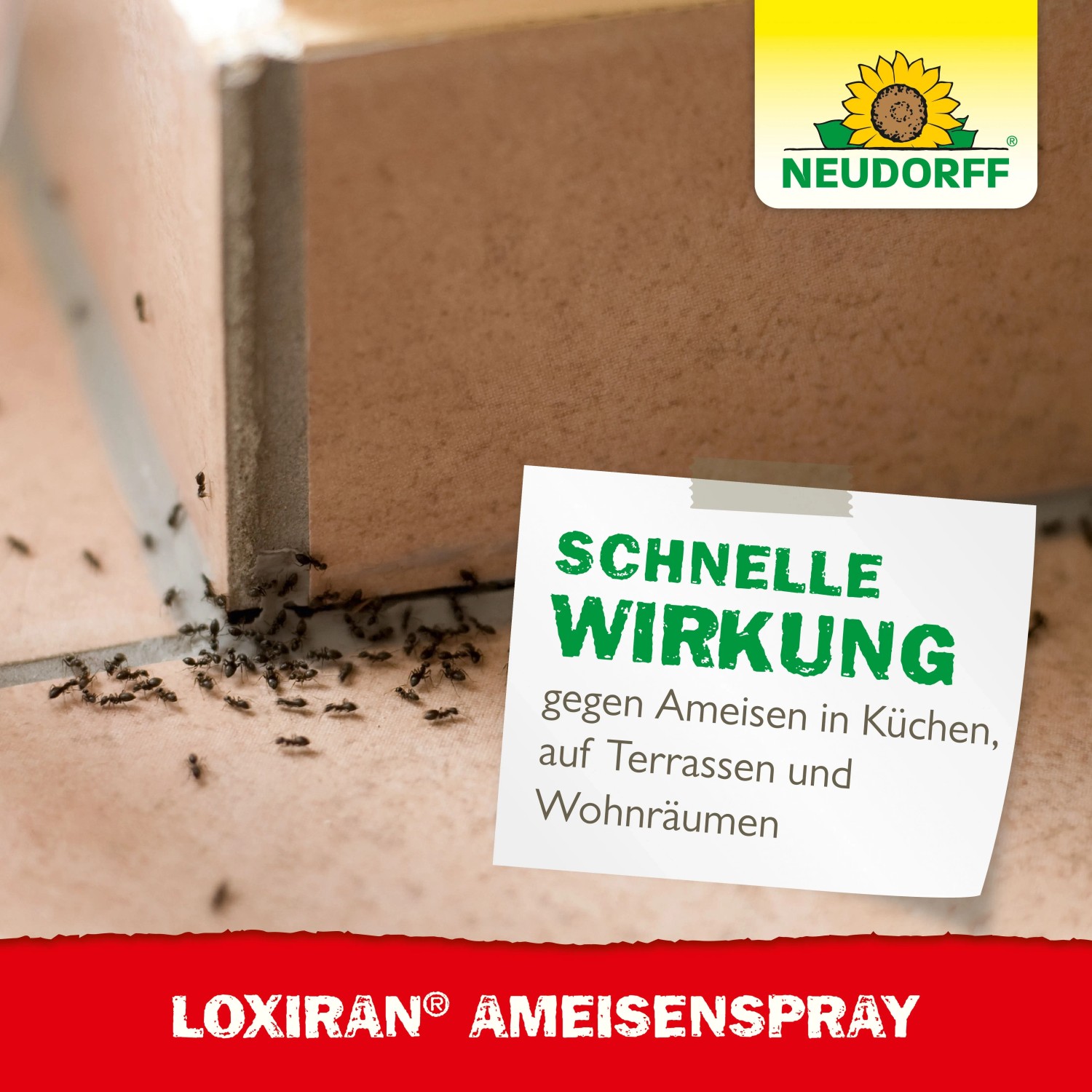 Ameisen auf Fliesen neben Hinweiszettel mit Aufschrift: Schnelle Wirkung, Loxiran Ameisenspray.