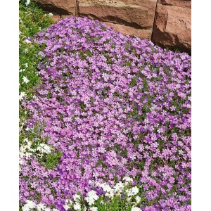 Teppich-Phlox 'Lilac Cloud' im 9x9 cm Topf, blühend in zartem Lila, ideal als Bodendecker.