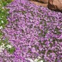 Teppich-Phlox 'Lilac Cloud' im 9x9 cm Topf, blühend in zartem Lila, ideal als Bodendecker.