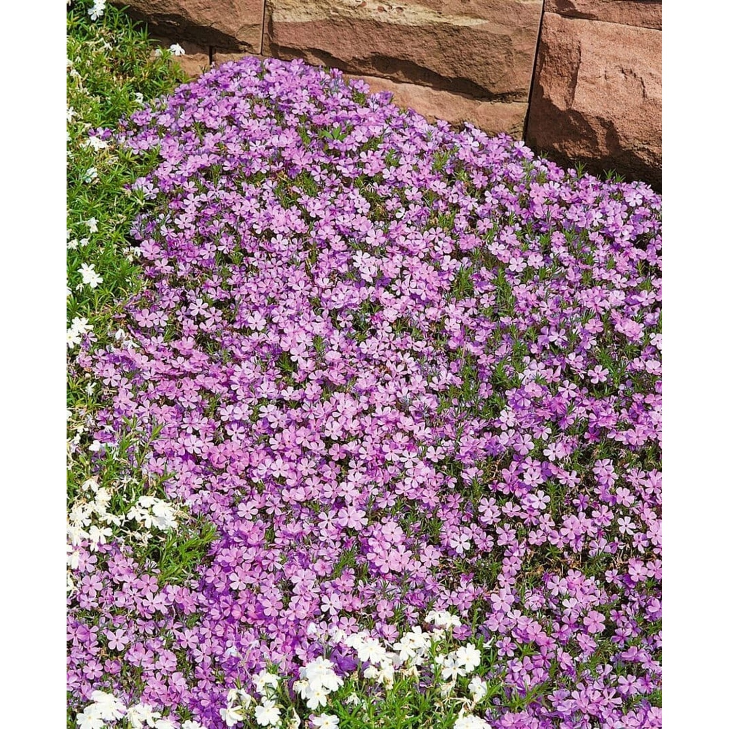 Phlox Douglasii Lilac Cloud Teppich Phlox Ca. 9x9 cm Topf günstig online kaufen