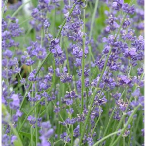 Nahaufnahme von blühendem, echtem Lavendel Peter Pan (Lavandula angustifolia).