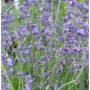 Nahaufnahme von blühendem, echtem Lavendel Peter Pan (Lavandula angustifolia).