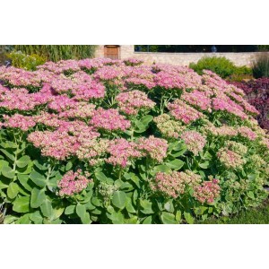 Rosa Fetthenne 'Rosenteller' (Sedum spectabile) im 9x9 cm Topf. Blühende Staude für sonnige Standorte.