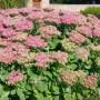 Rosa Fetthenne 'Rosenteller' (Sedum spectabile) im 9x9 cm Topf. Blühende Staude für sonnige Standorte.