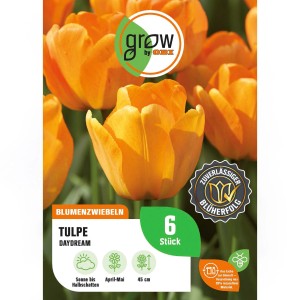 6 orangefarbene Tulpen der Sorte Daydream als Blumenzwiebeln von GROW by OBI.