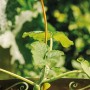 Tomaten Spirale Colorata Honig 110cm stützt junge Tomatenpflanze im Garten.