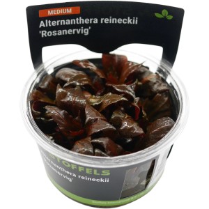 Stoffels Aquariumpflanze Alternanthera reineckii Rosanervig im Topf mit roten Blättern.