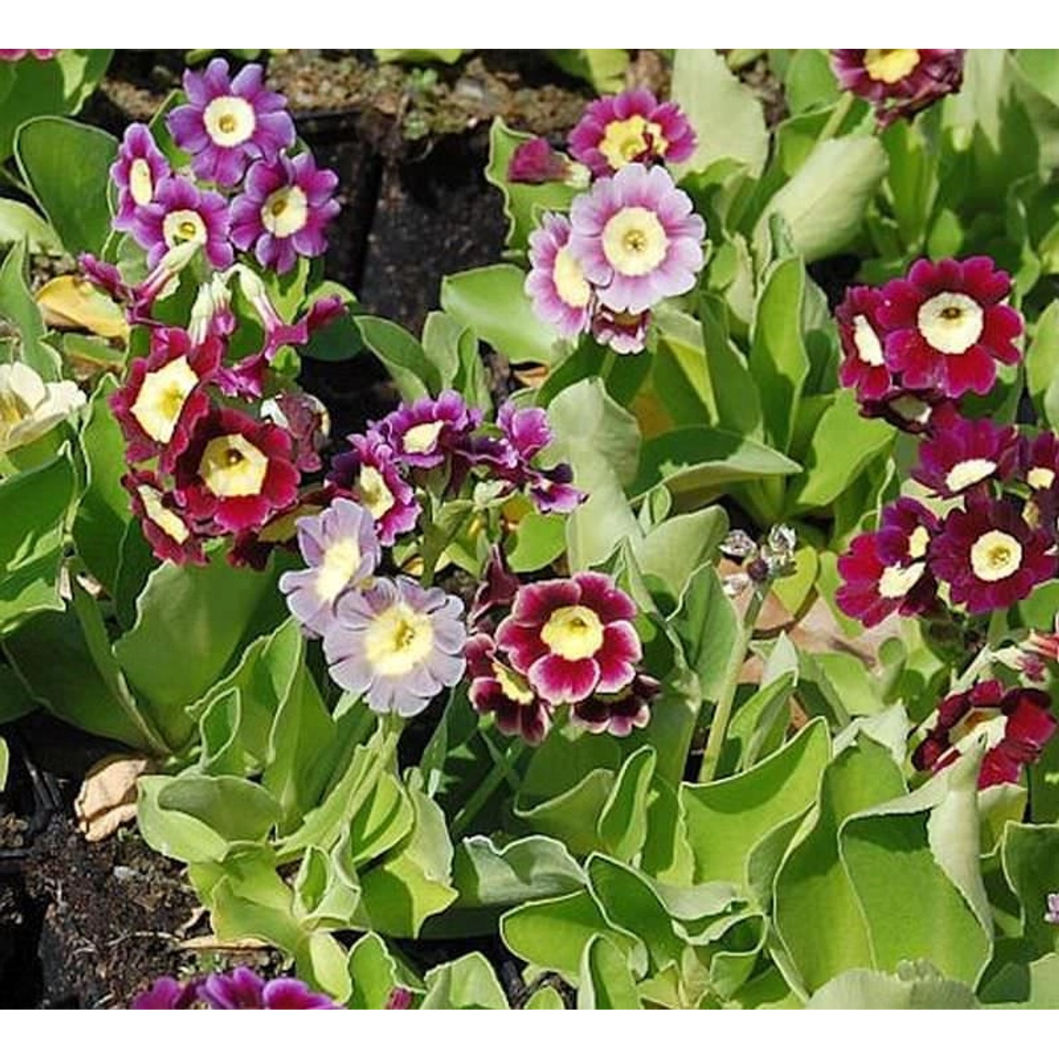 Gartenaurikel Farbmischung - Primula pubescens günstig online kaufen