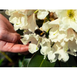 Gelber Rhododendron Dufthecke® mit Hummel auf Blüte. Ideal für bienenfreundliche Gärten.