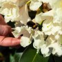 Gelber Rhododendron Dufthecke® mit Hummel auf Blüte. Ideal für bienenfreundliche Gärten.