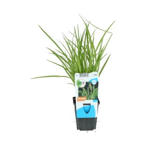 Ufersegge (Carex riparia) im Topf, grüne Blätter, geeignet für Gartenteiche und Feuchtgebiete.
