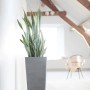 Hoher, grauer Ecopots Pflanztopf Rotterdam High (32,5 cm) mit Pflanze im Interieur.