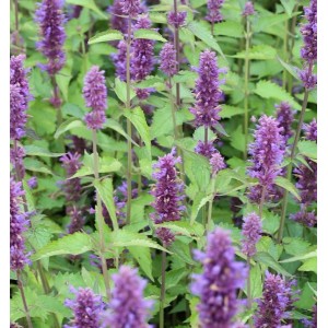 Mexikonessel 'After Eight' (Agastache rugosa) mit violetten Blüten und grünen Blättern.