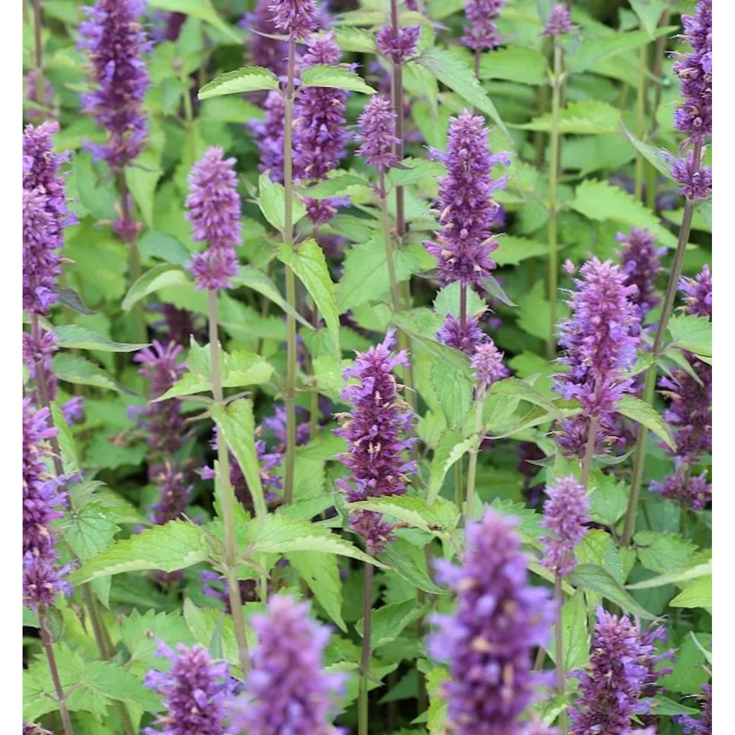 Mexikonessel After Eight - Agastache rugosa